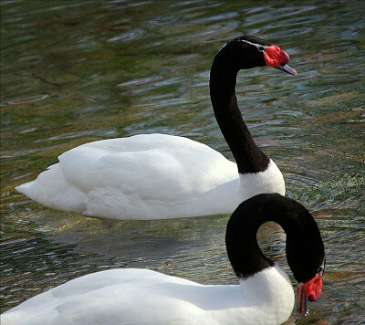 Cigno collonero