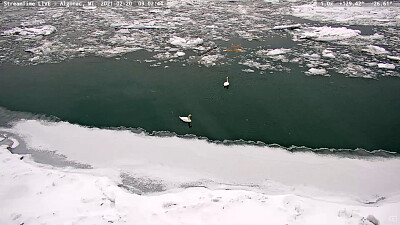 Swans in the ICE   Snow, Algonac,MI/USA