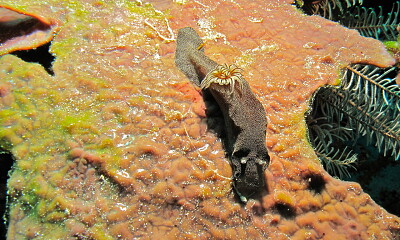 Glossodoris stellata