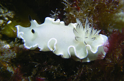 פאזל של Glossodoris misakinosibogae