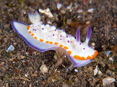 Mexichromis katalexis