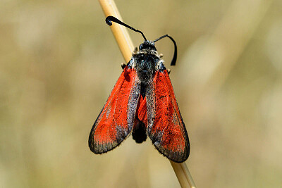 Zygaena punctum