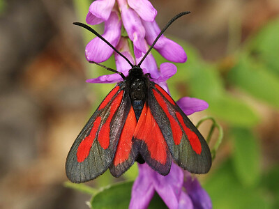 Zygaena osterodensis