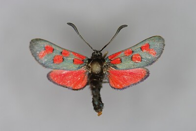 Zygaena oxytropis