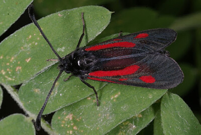 Zygaena nevadensis