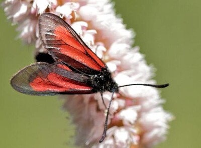 Zygaena brizae