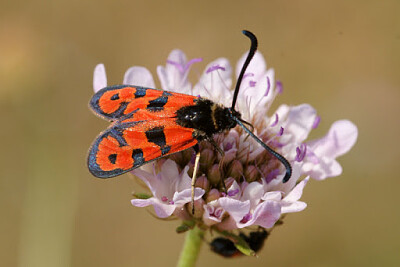 Zygaena ignifera jigsaw puzzle