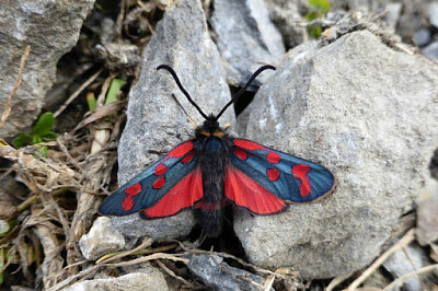 פאזל של Zygaena anthyllidis