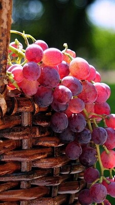 uvas jigsaw puzzle