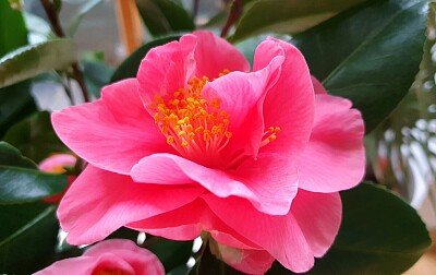 Flor cor de rosa