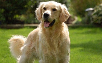 My Golden Retriever jigsaw puzzle