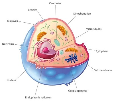 Celula