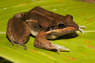 Leptodactylus bolivianus