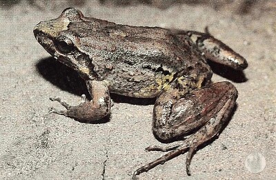 Leptodactylus leptodactyloides
