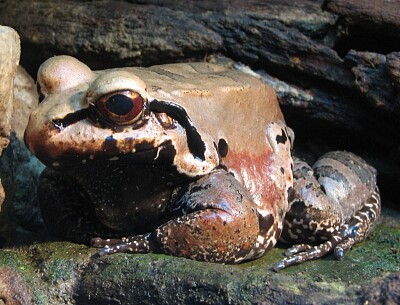 Leptodactylus pentadactylus