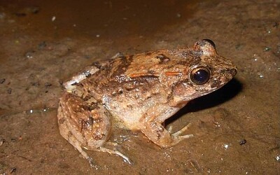 Leptodactylus petersii