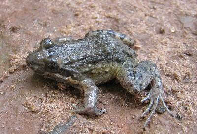 Leptodactylus podicipinus