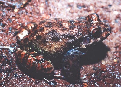 Leptodactylus syphax