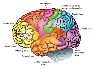 cerebro