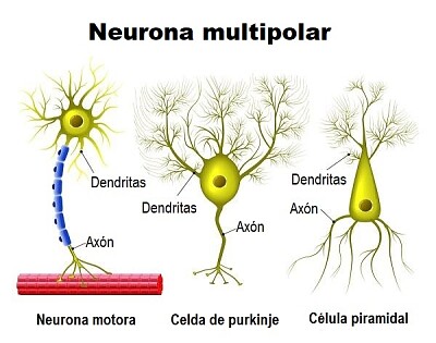 neurona