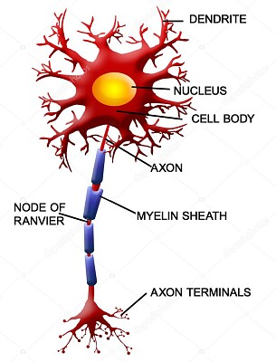 neurona 2