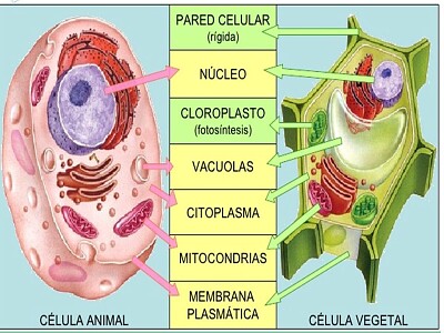 Célula animal y vegetal