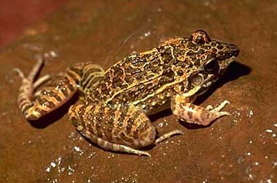 Leptodactylus furnarius