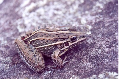 Leptodactylus jolyi