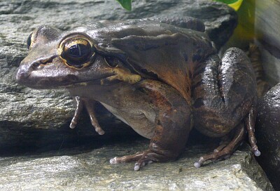 Leptodactylus fallax