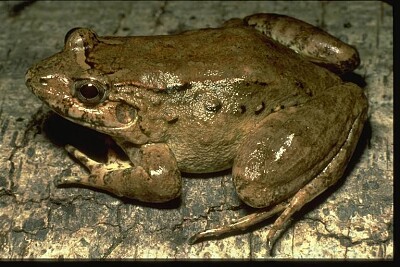 Leptodactylus wagneri