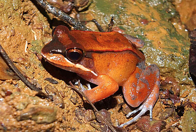 Leptodactylus rhodonystax jigsaw puzzle