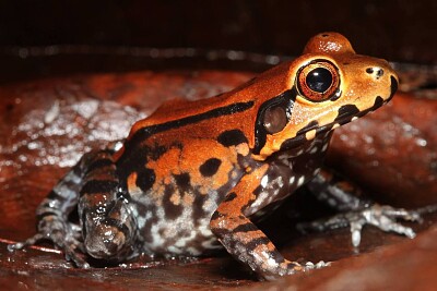 Leptodactylus stendema