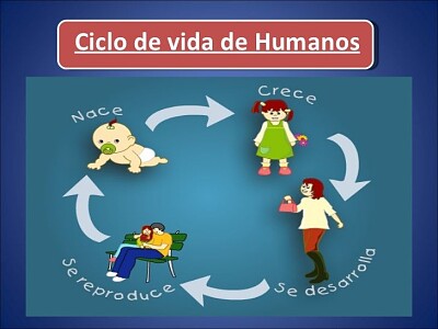 פאזל של Arma el rompecabezas del ciclo del ser humano.