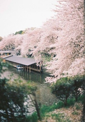 japanesespring