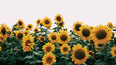 sunflowers