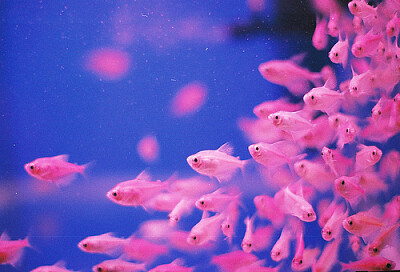 pinkfish