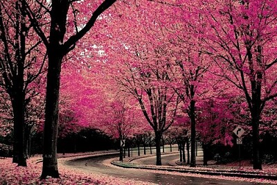 pink autumn