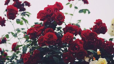 redroses