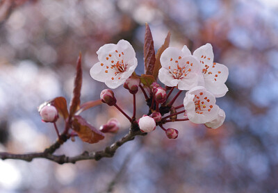 sakura jigsaw puzzle