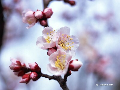 פאזל של spring