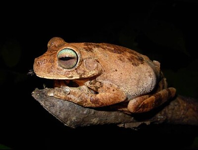 פאזל של Hypsiboas pugnax