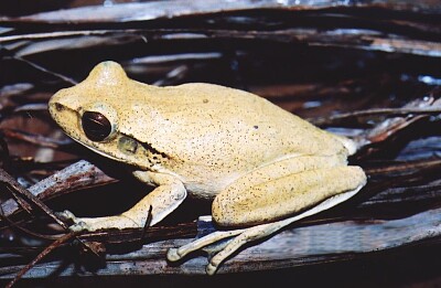 Hypsiboas raniceps jigsaw puzzle