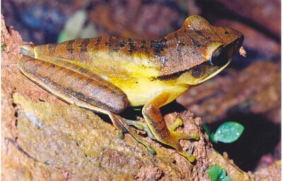 פאזל של Hypsiboas albopuntatos