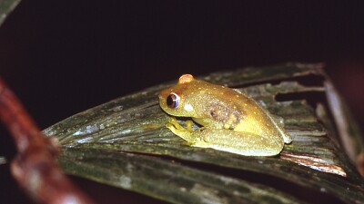 פאזל של Hypsiboas cinerances