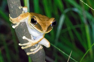 פאזל של Hypsiboas lanciformis