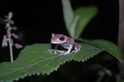 Hypsiboas semilineatus jigsaw puzzle