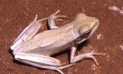 פאזל של Hypsiboas caingua