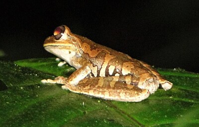 Hypsiboas callipleura jigsaw puzzle