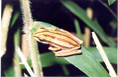 Hypsiboas cipoensis