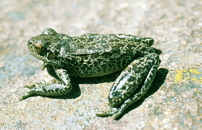 Hypsiboas cordobae